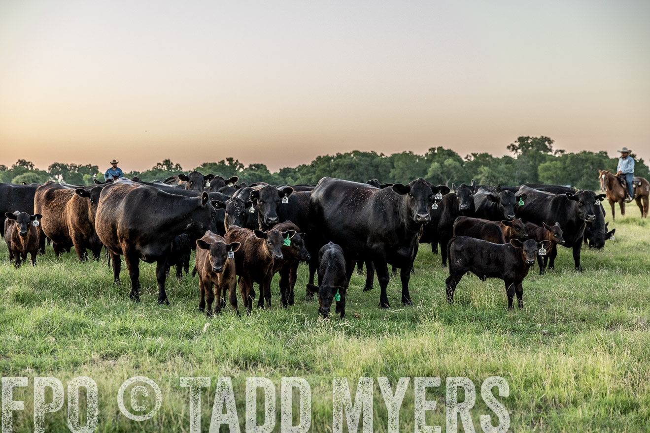 TMyers_Cameron_June2022-528303