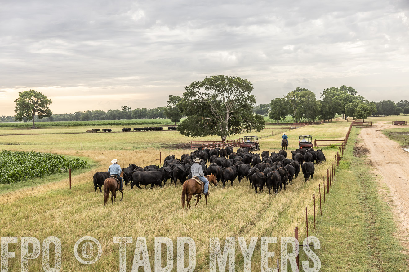 TMyers_Cameron_June2022-526140