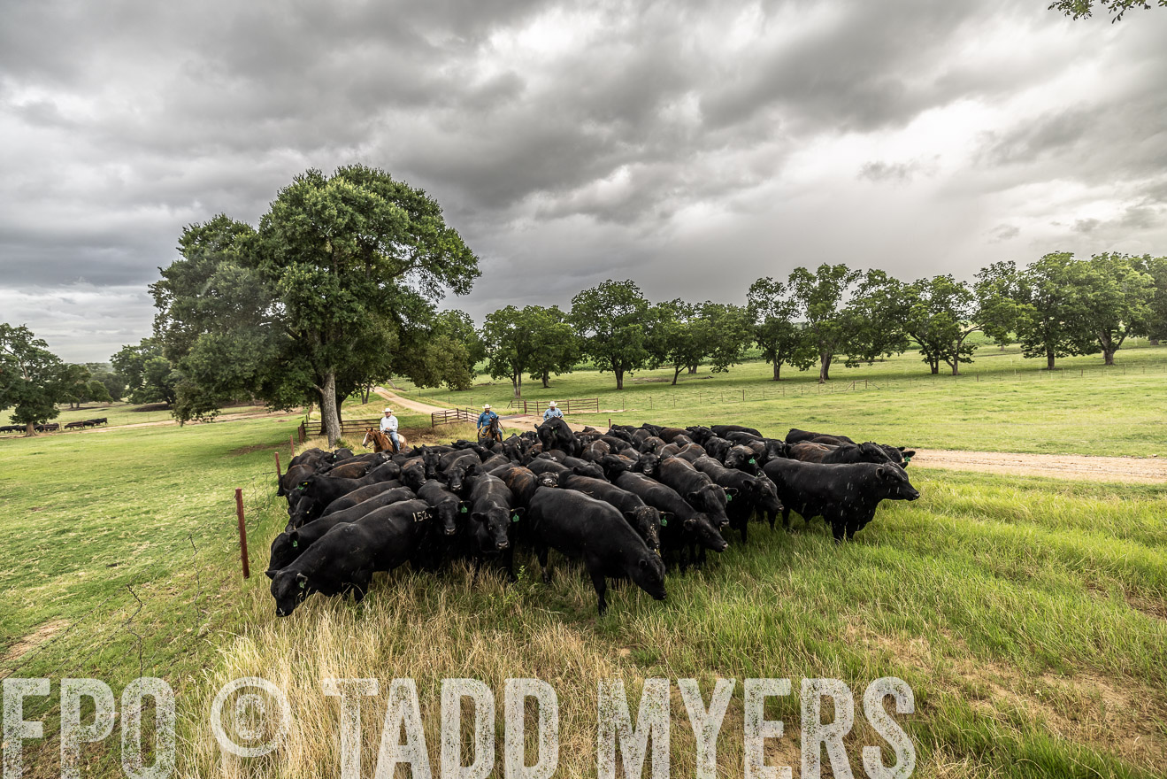 TMyers_Cameron_June2022-526470