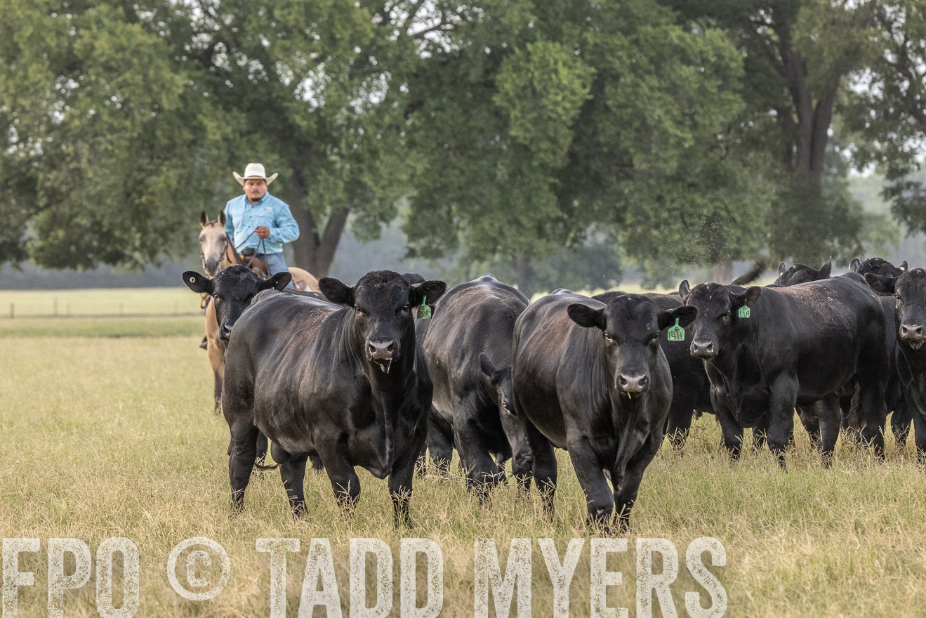 TMyers_44Farms_CameronTX_July2022--522146