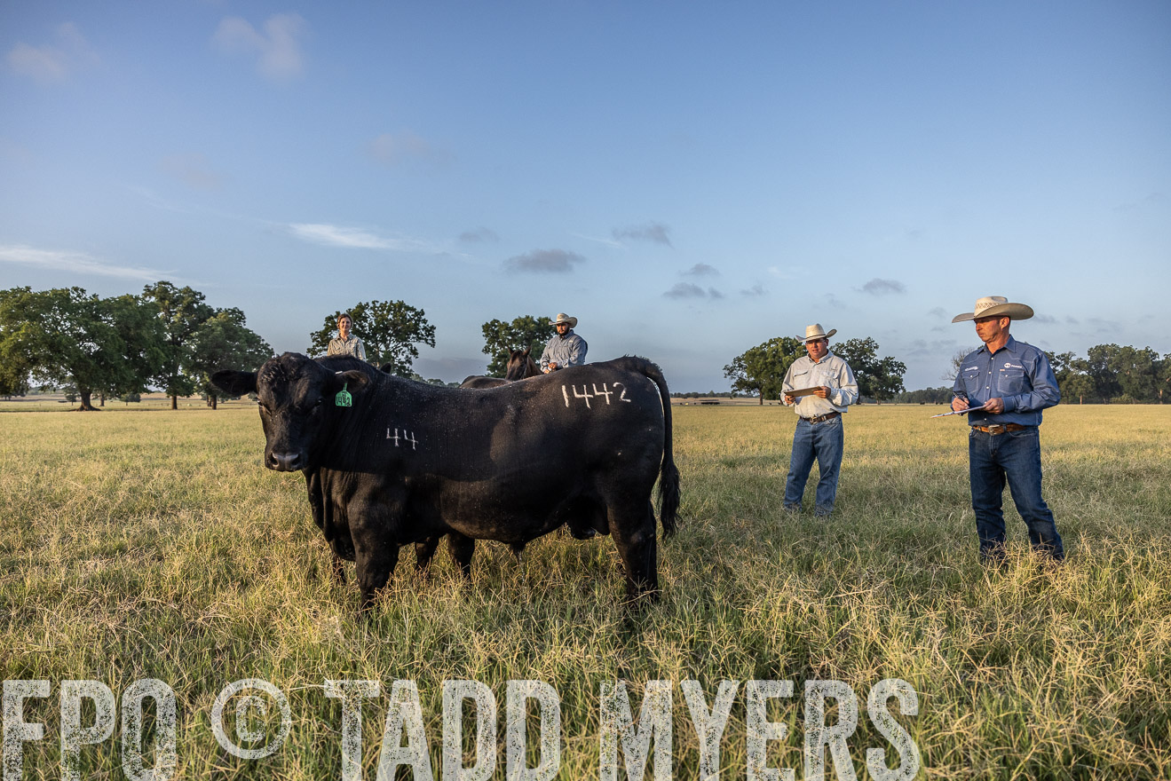 TMyers_44Farms_CameronTX_July2022--522342