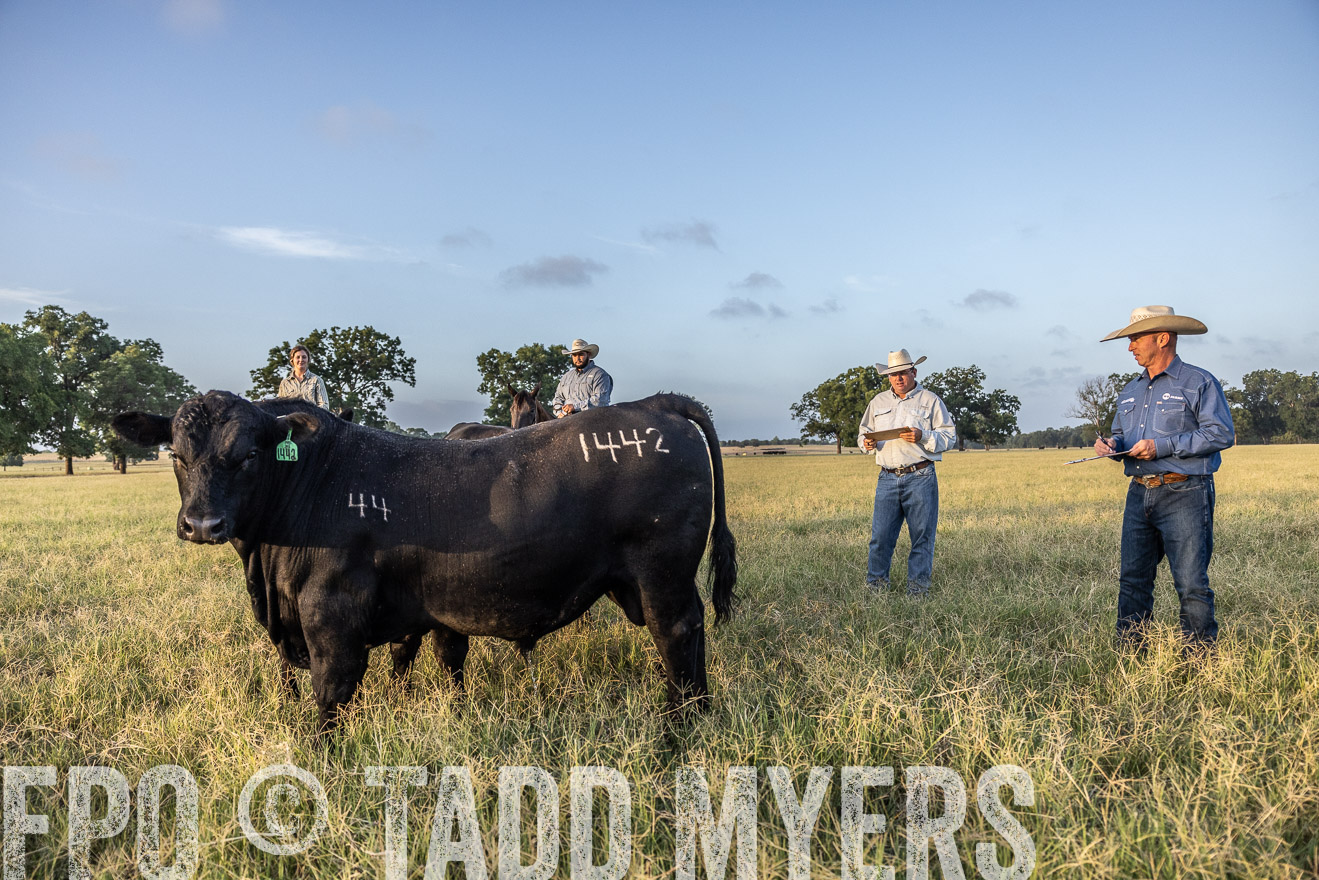 TMyers_44Farms_CameronTX_July2022--522344