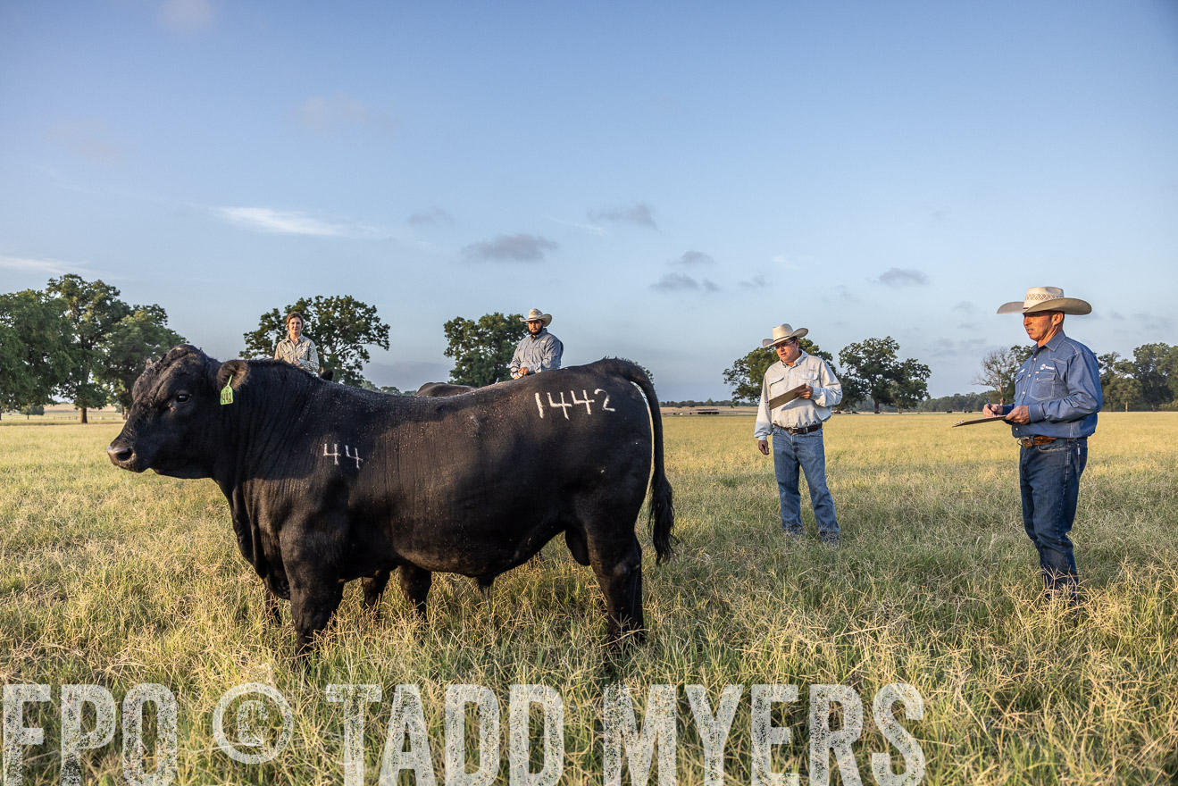 TMyers_44Farms_CameronTX_July2022--522348