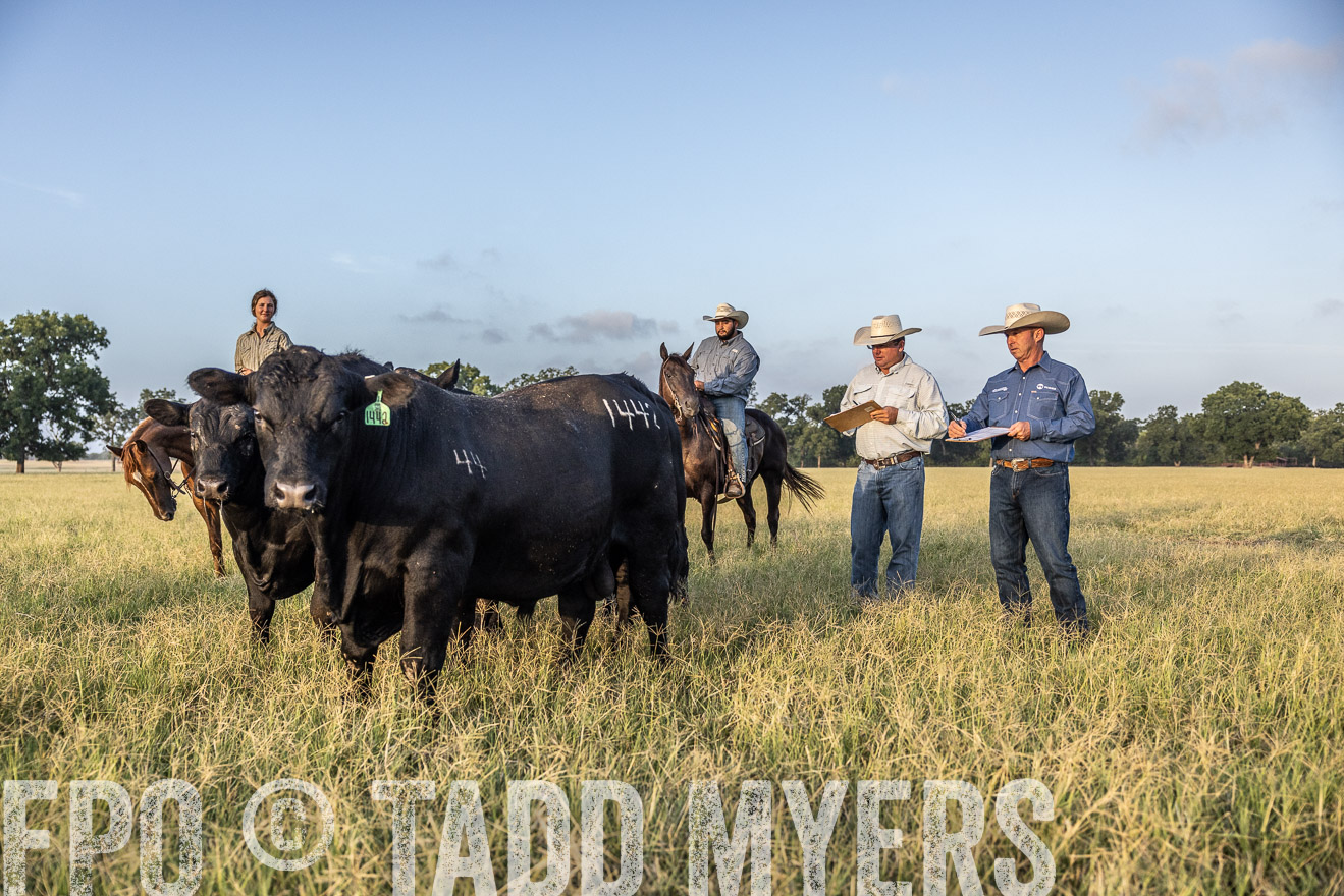 TMyers_44Farms_CameronTX_July2022--522495