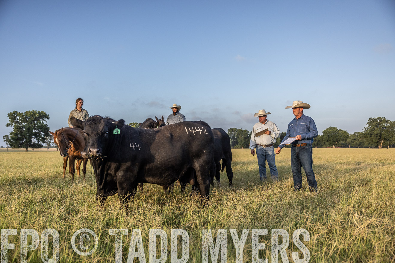 TMyers_44Farms_CameronTX_July2022--522560