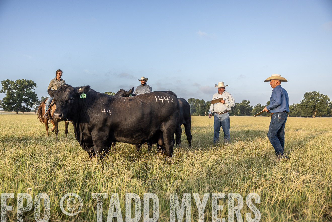 TMyers_44Farms_CameronTX_July2022--522563