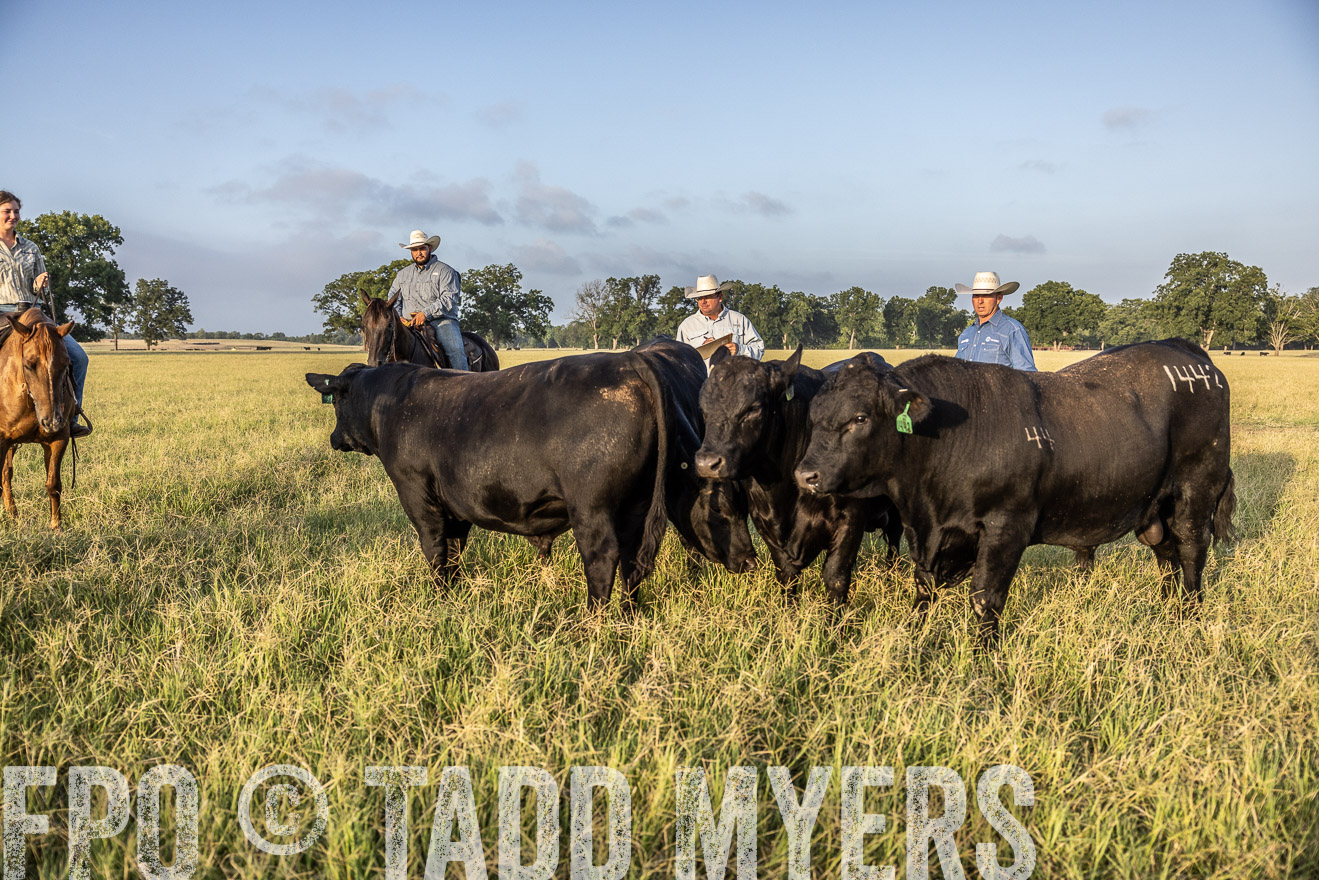 TMyers_44Farms_CameronTX_July2022--522631