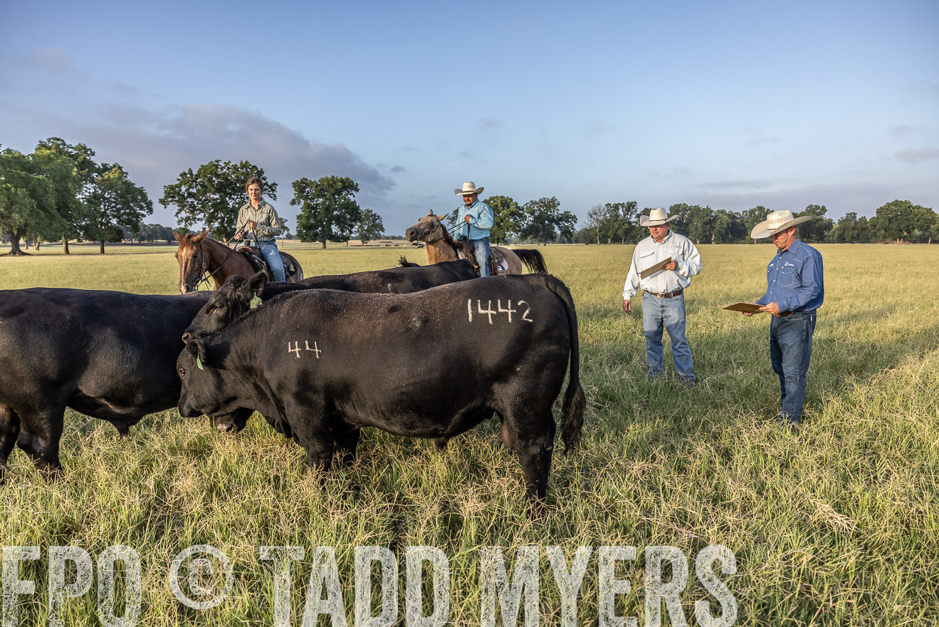 TMyers_44Farms_CameronTX_July2022--522771