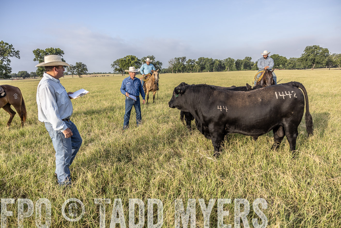 TMyers_44Farms_CameronTX_July2022--522972