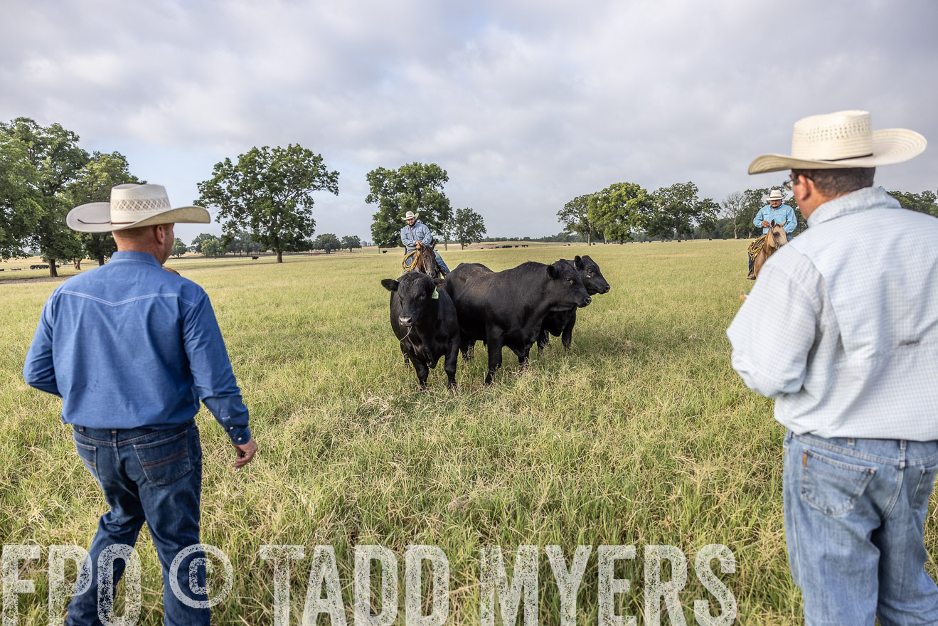 TMyers_44Farms_CameronTX_July2022--523055