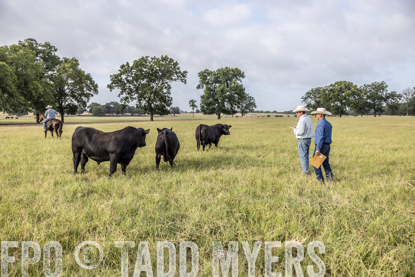TMyers_44Farms_CameronTX_July2022--523087