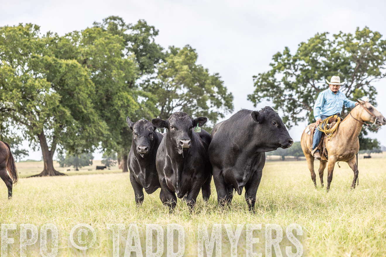 TMyers_44Farms_CameronTX_July2022--523106