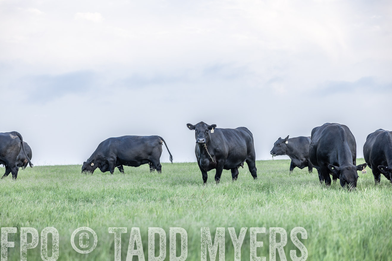 TMyers_44Farms_CameronTX_July2022--523786
