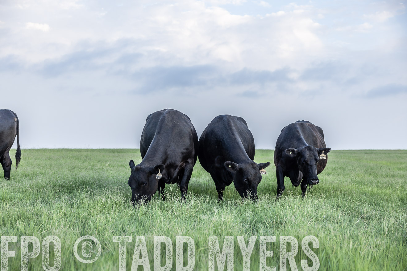 TMyers_44Farms_CameronTX_July2022--523794