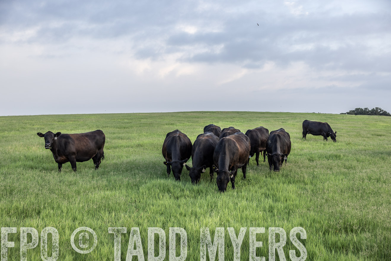 TMyers_44Farms_CameronTX_July2022--523803
