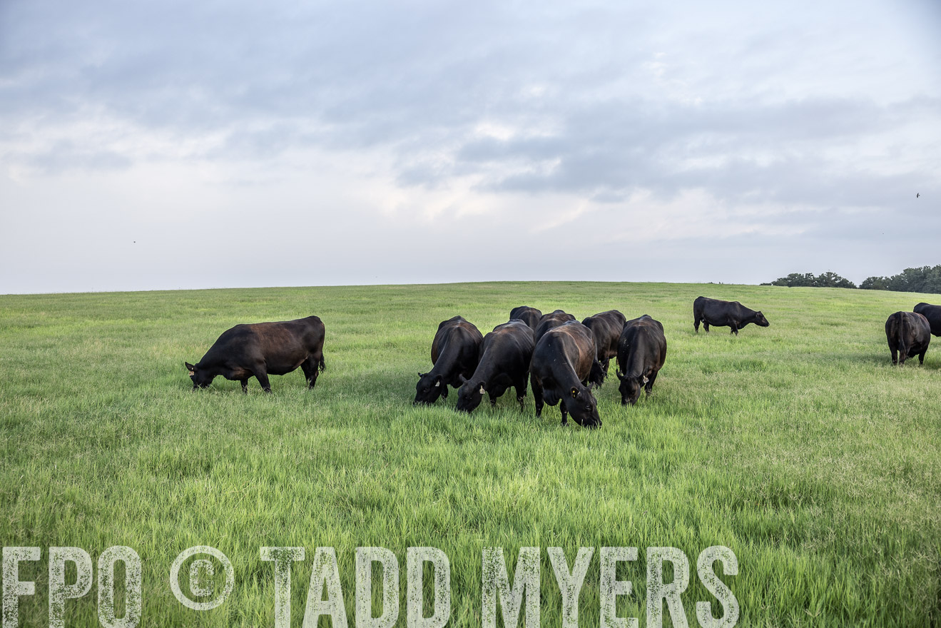 TMyers_44Farms_CameronTX_July2022--523804