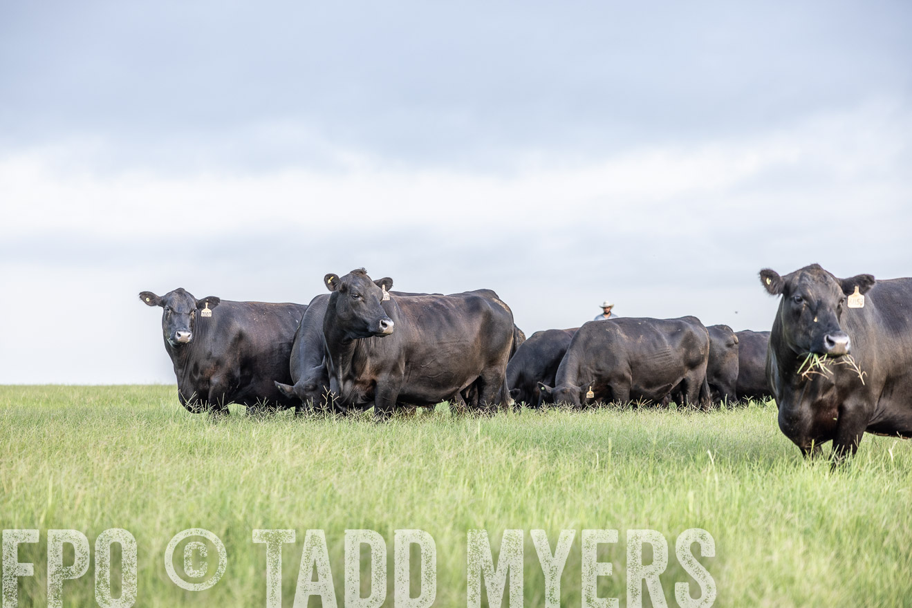TMyers_44Farms_CameronTX_July2022--523819