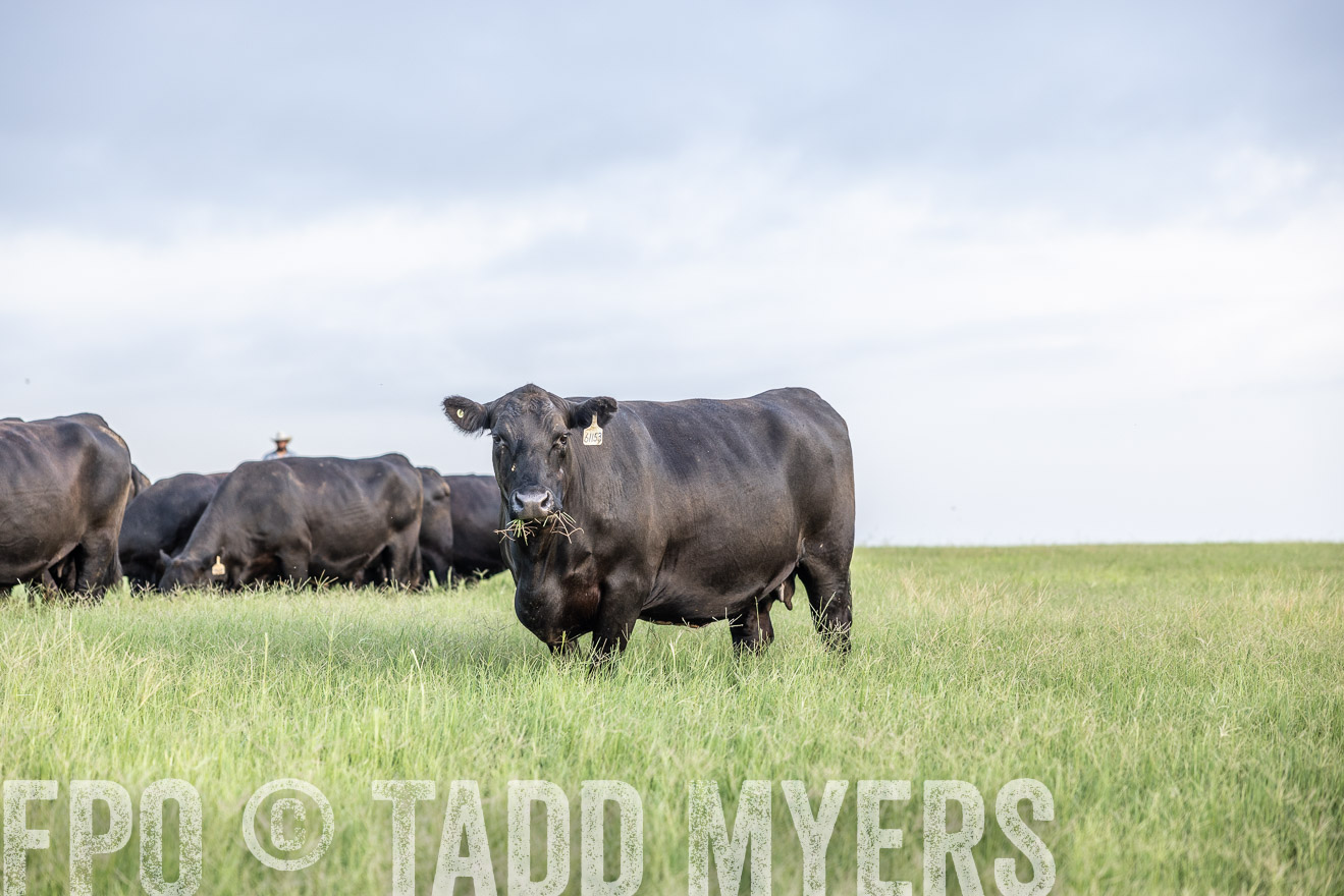 TMyers_44Farms_CameronTX_July2022--523821