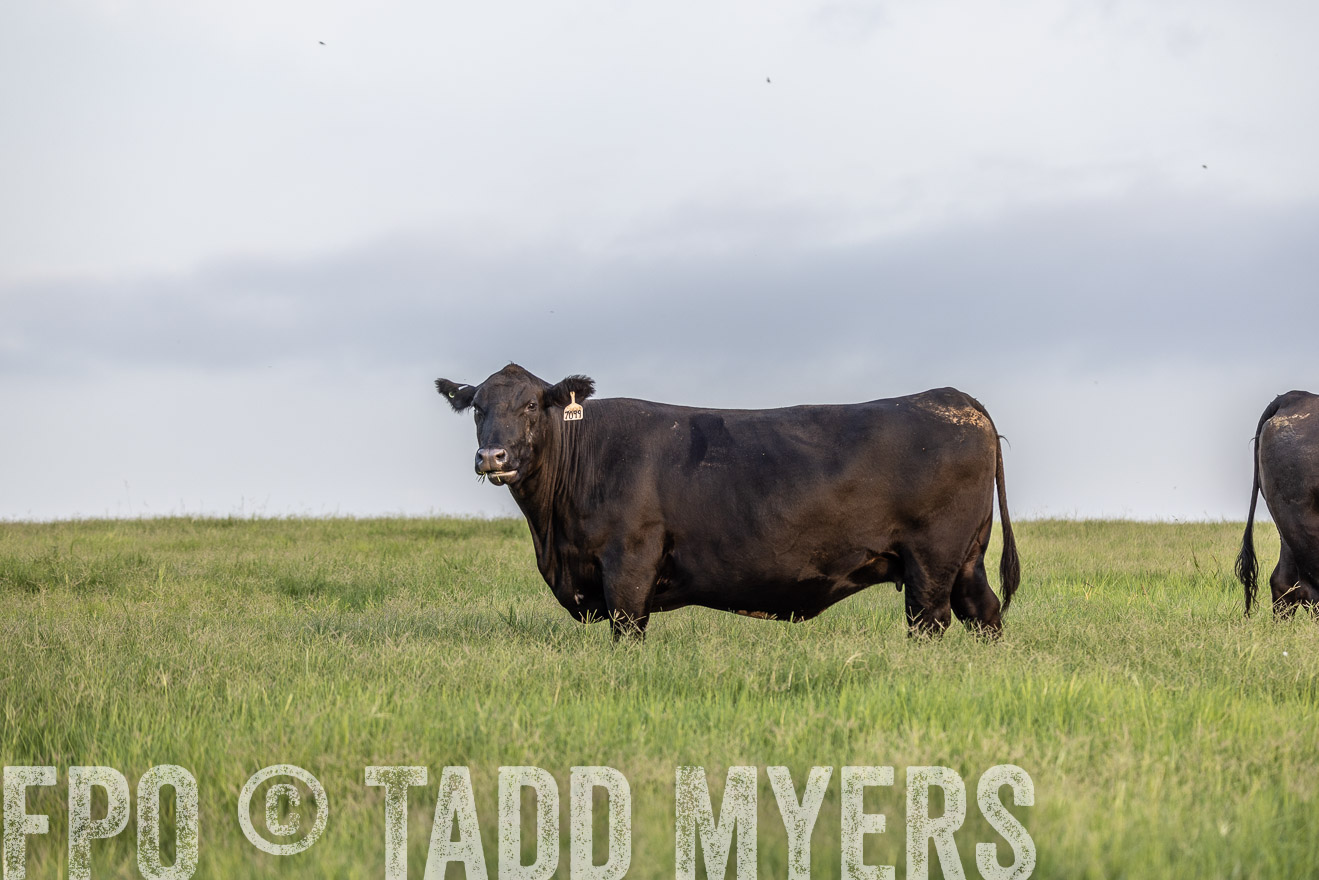 TMyers_44Farms_CameronTX_July2022--523840