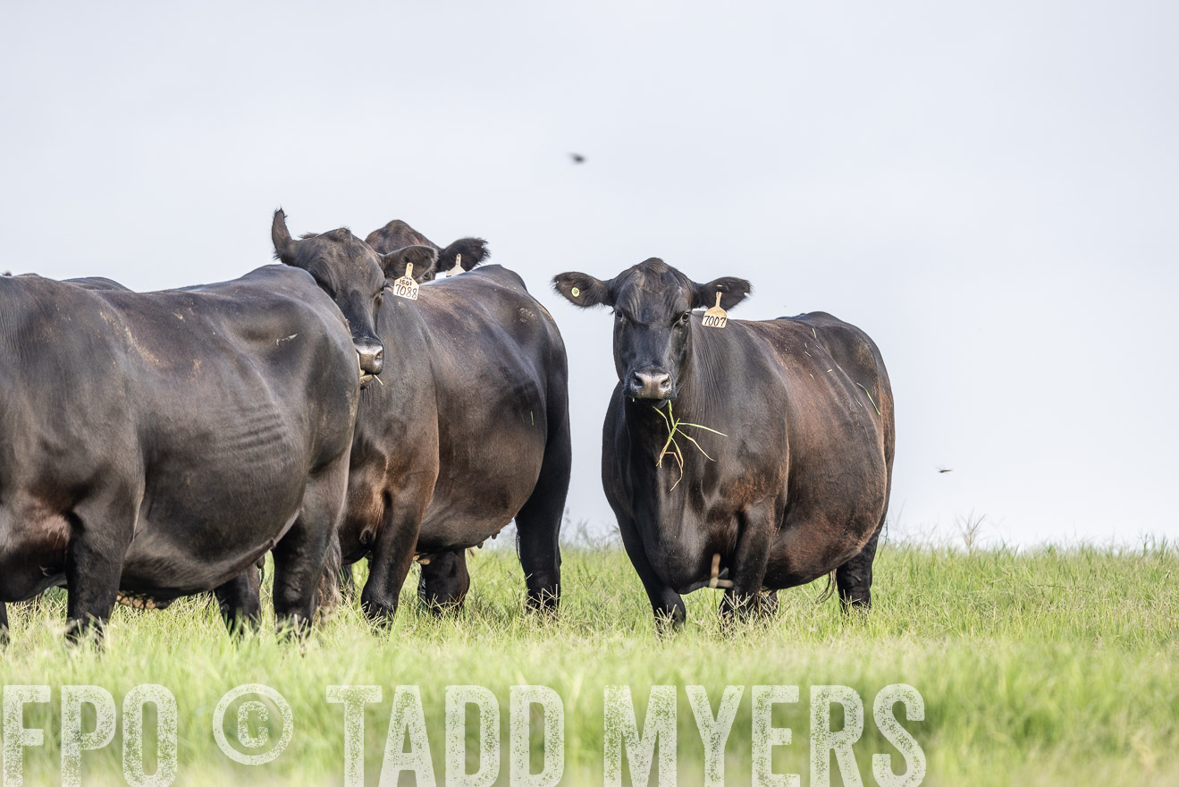 TMyers_44Farms_CameronTX_July2022--523918