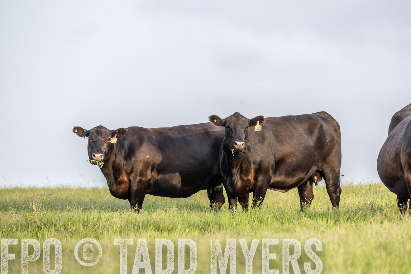 TMyers_44Farms_CameronTX_July2022--523935