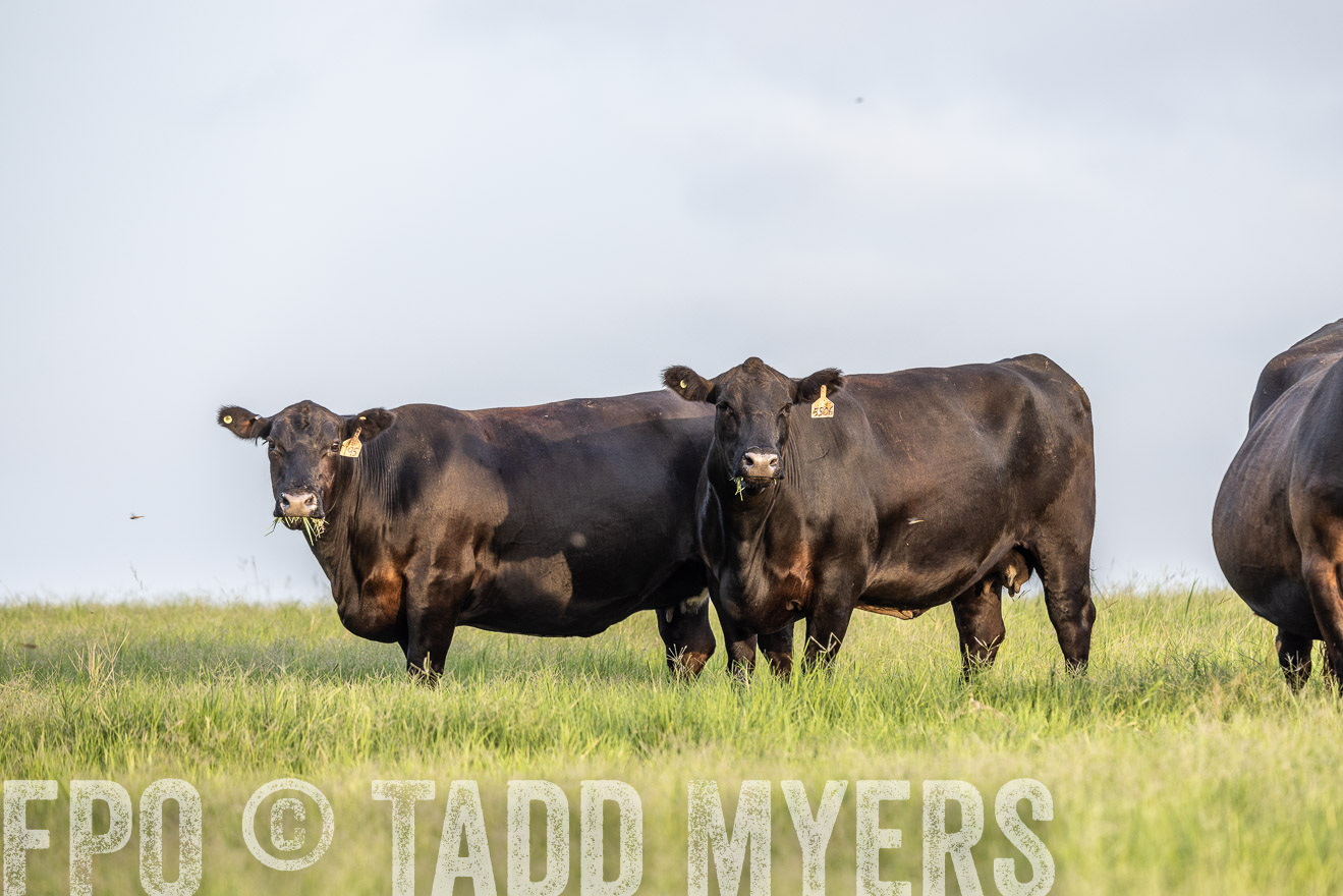 TMyers_44Farms_CameronTX_July2022--523936