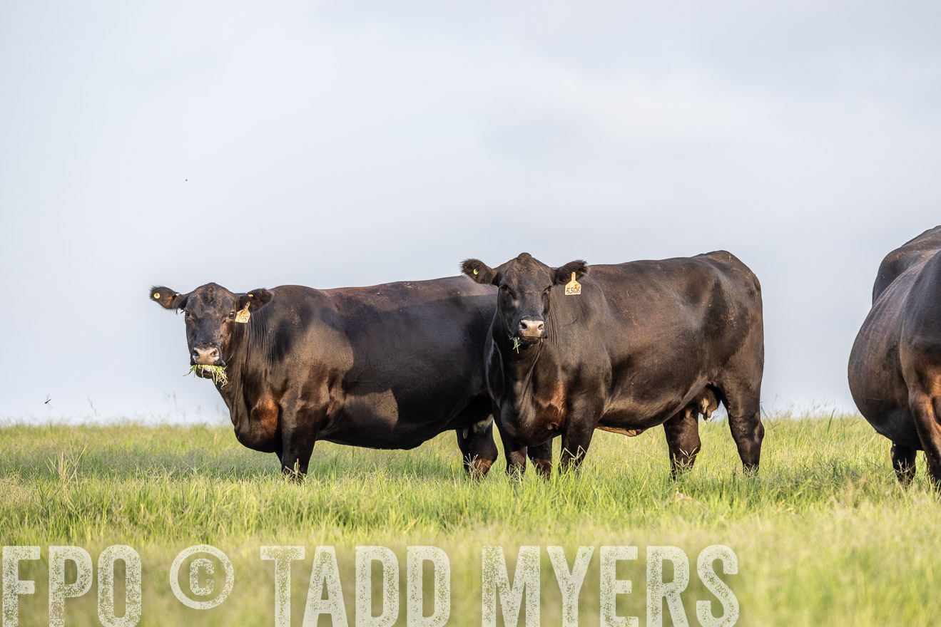 TMyers_44Farms_CameronTX_July2022--523937