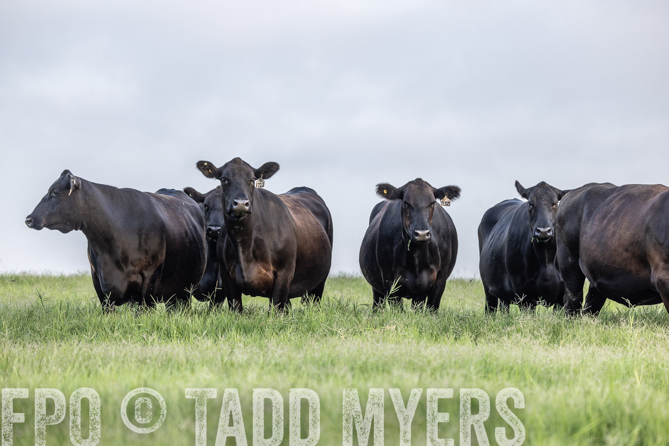 TMyers_44Farms_CameronTX_July2022--523951
