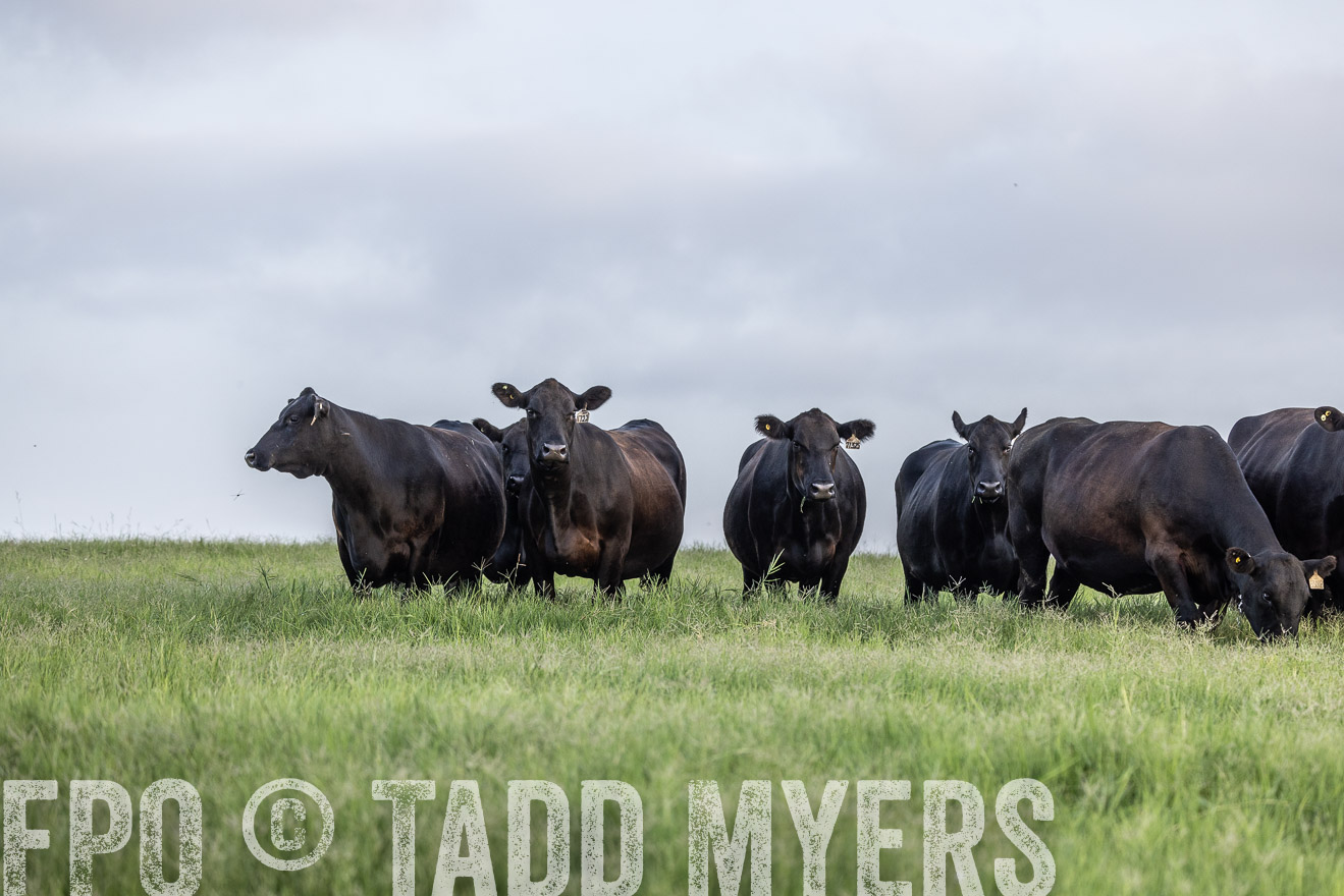 TMyers_44Farms_CameronTX_July2022--523954