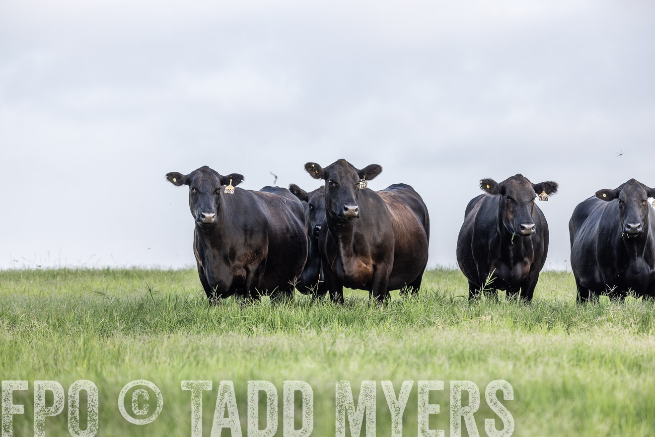 TMyers_44Farms_CameronTX_July2022--523959