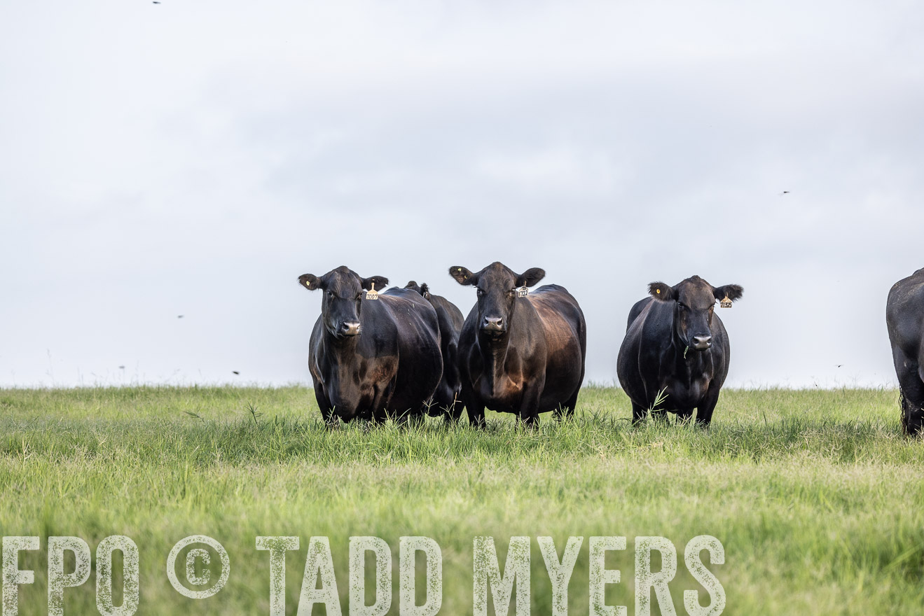 TMyers_44Farms_CameronTX_July2022--523968