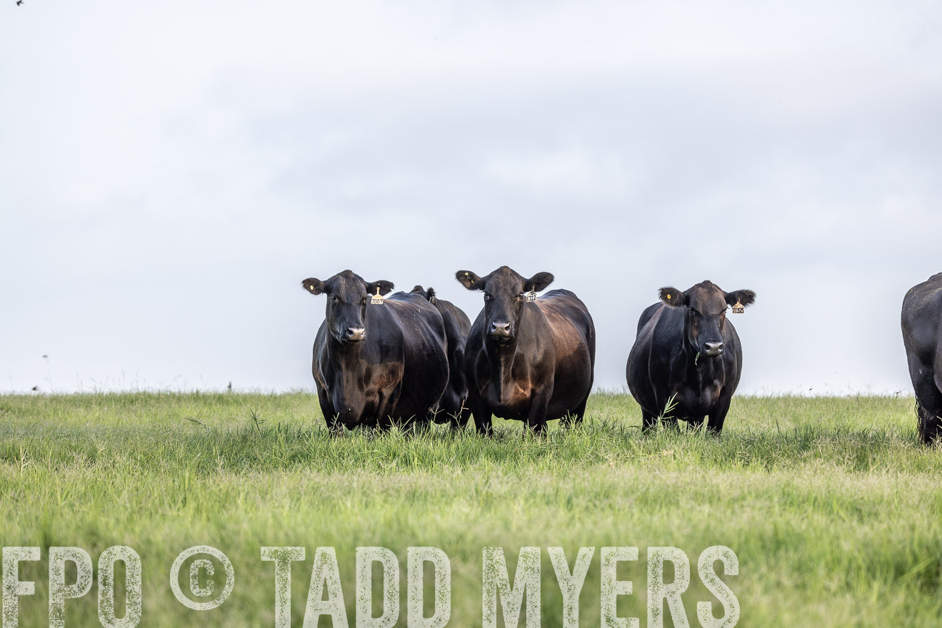 TMyers_44Farms_CameronTX_July2022--523969