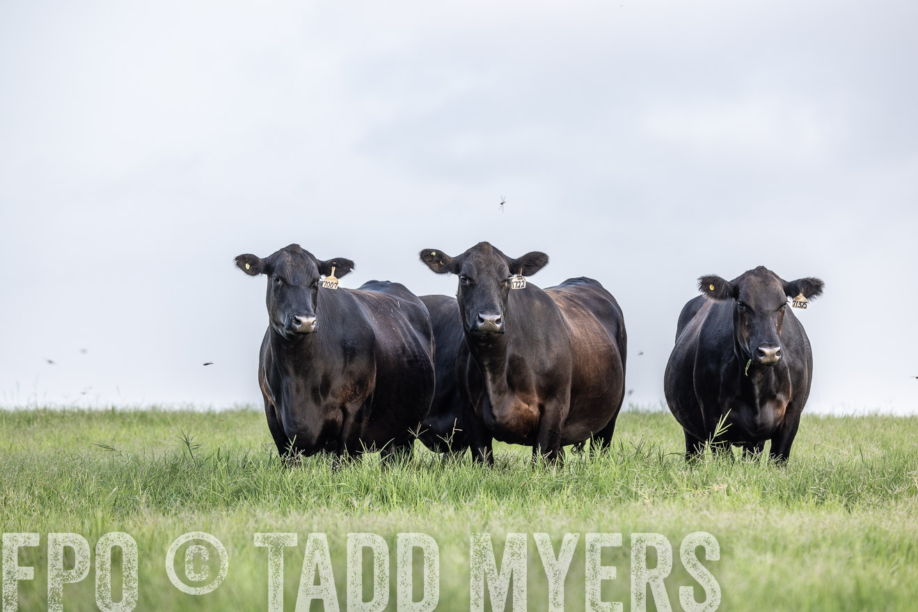 TMyers_44Farms_CameronTX_July2022--523975