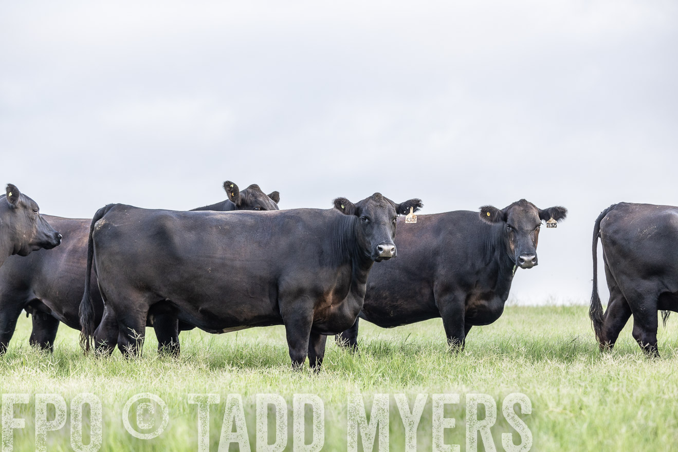 TMyers_44Farms_CameronTX_July2022--523982