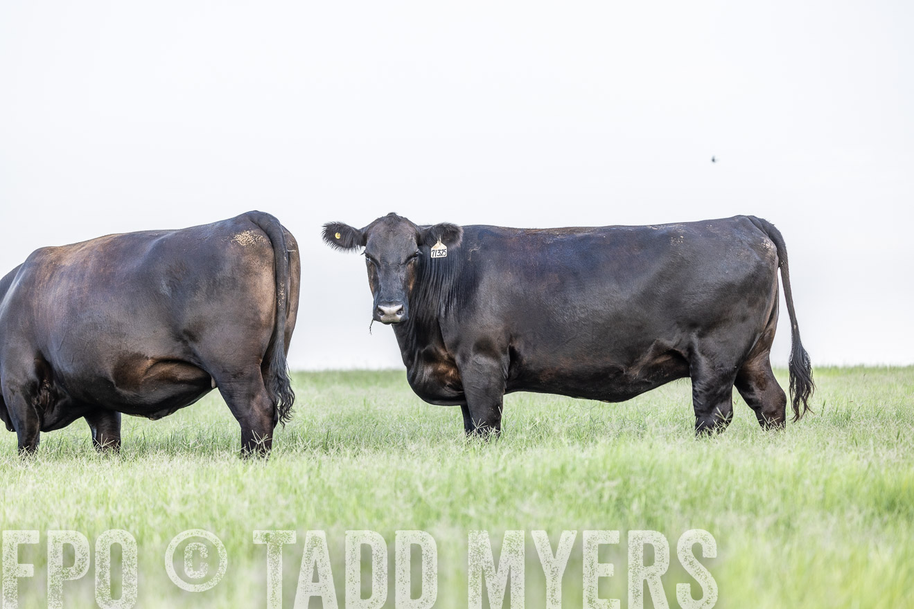 TMyers_44Farms_CameronTX_July2022--523997