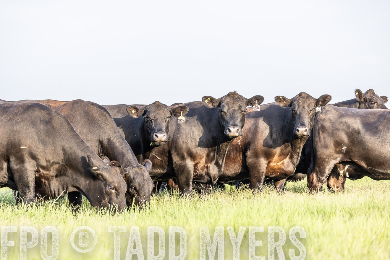 TMyers_44Farms_CameronTX_July2022--524038