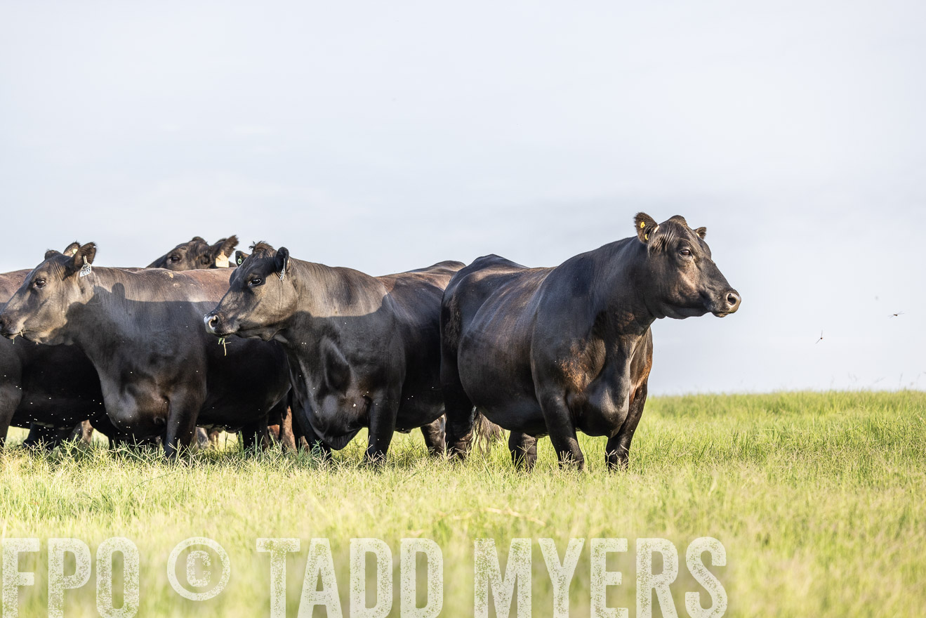 TMyers_44Farms_CameronTX_July2022--524069