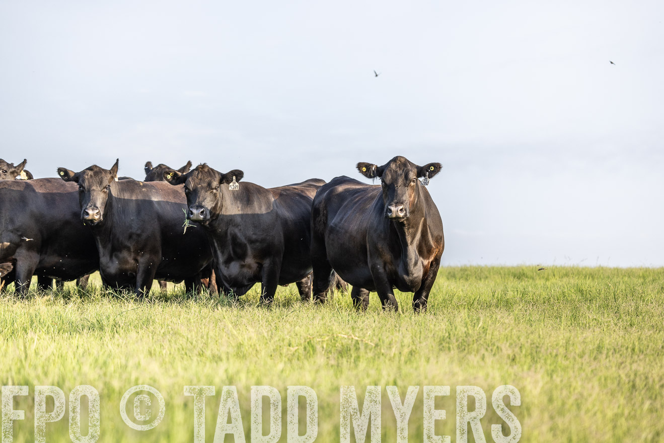 TMyers_44Farms_CameronTX_July2022--524077
