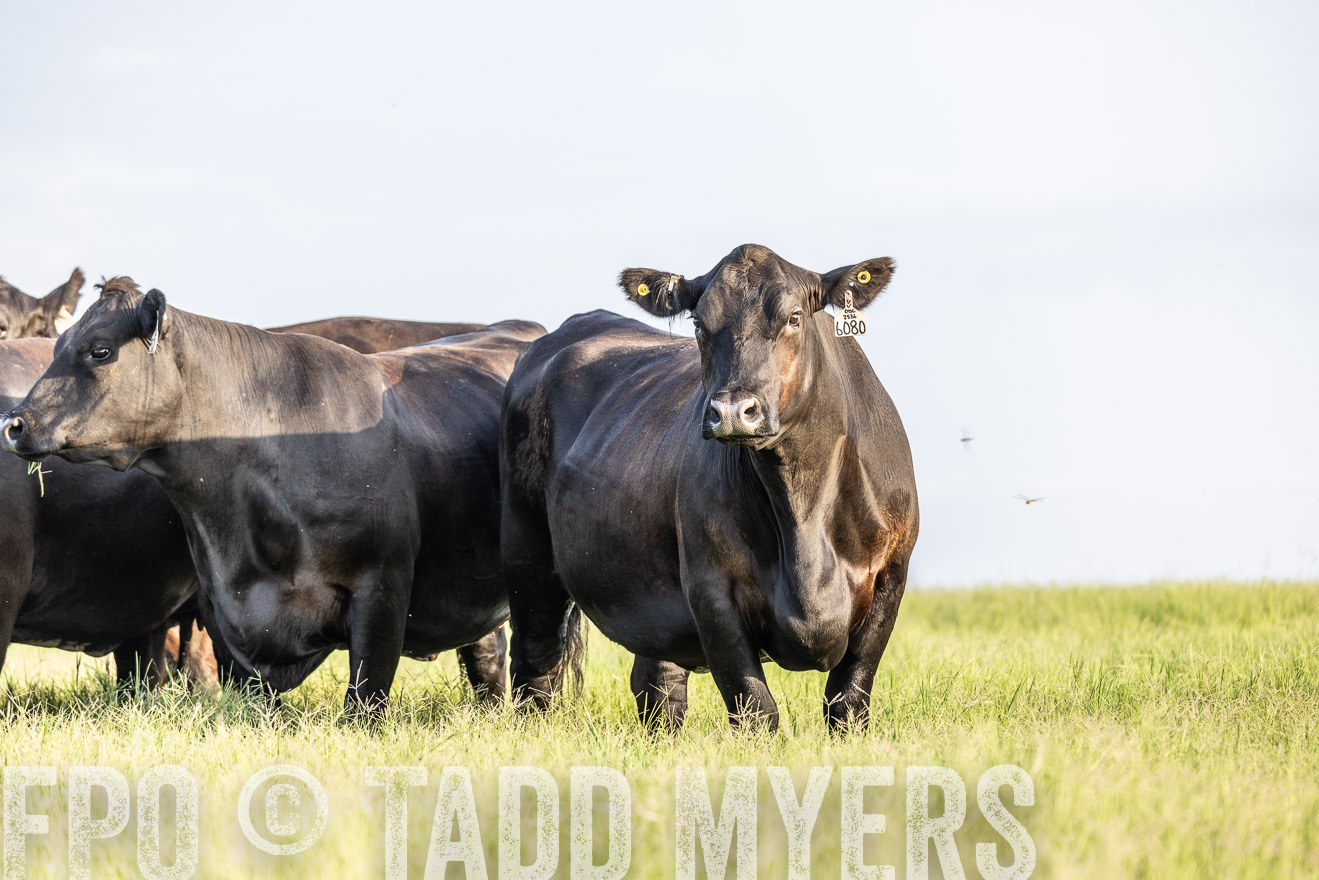 TMyers_44Farms_CameronTX_July2022--524084