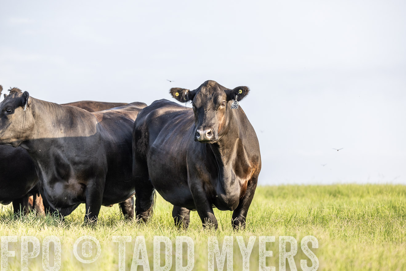 TMyers_44Farms_CameronTX_July2022--524085