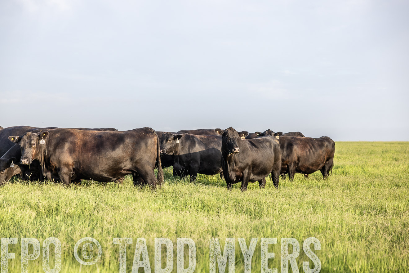 TMyers_44Farms_CameronTX_July2022--524098