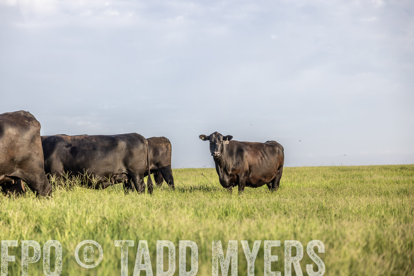 TMyers_44Farms_CameronTX_July2022--524107