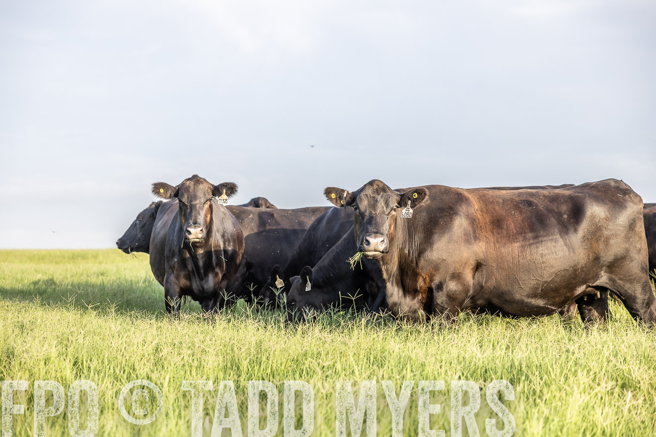 TMyers_44Farms_CameronTX_July2022--524111