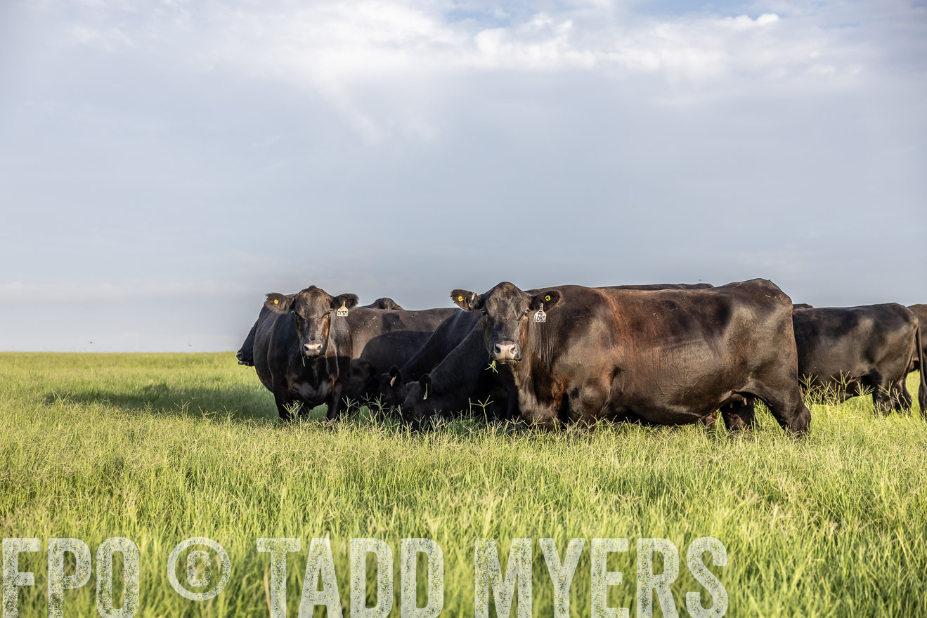 TMyers_44Farms_CameronTX_July2022--524113