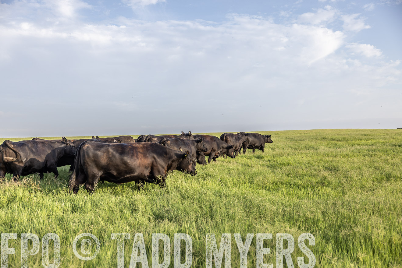 TMyers_44Farms_CameronTX_July2022--524127