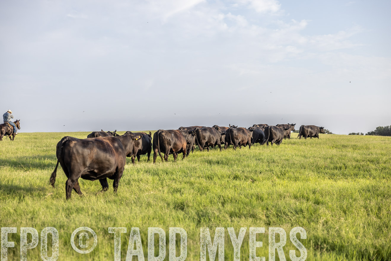 TMyers_44Farms_CameronTX_July2022--524135