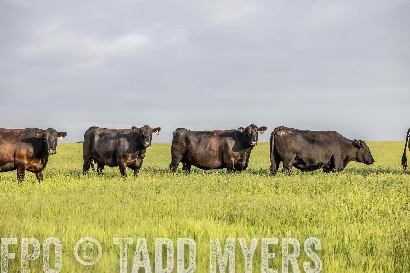 TMyers_44Farms_CameronTX_July2022--524189