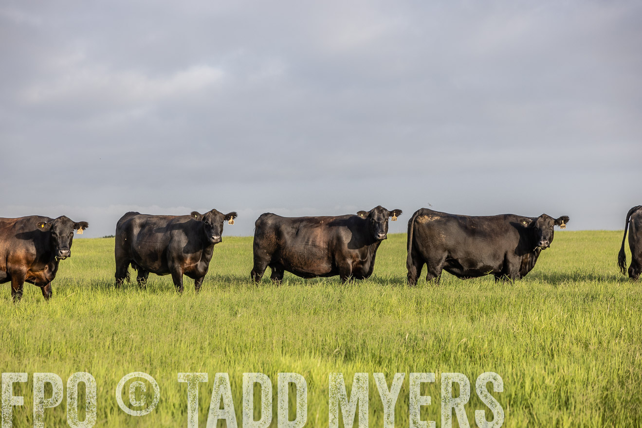 TMyers_44Farms_CameronTX_July2022--524194