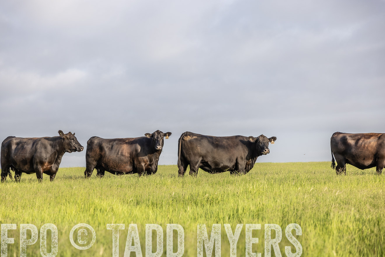 TMyers_44Farms_CameronTX_July2022--524198