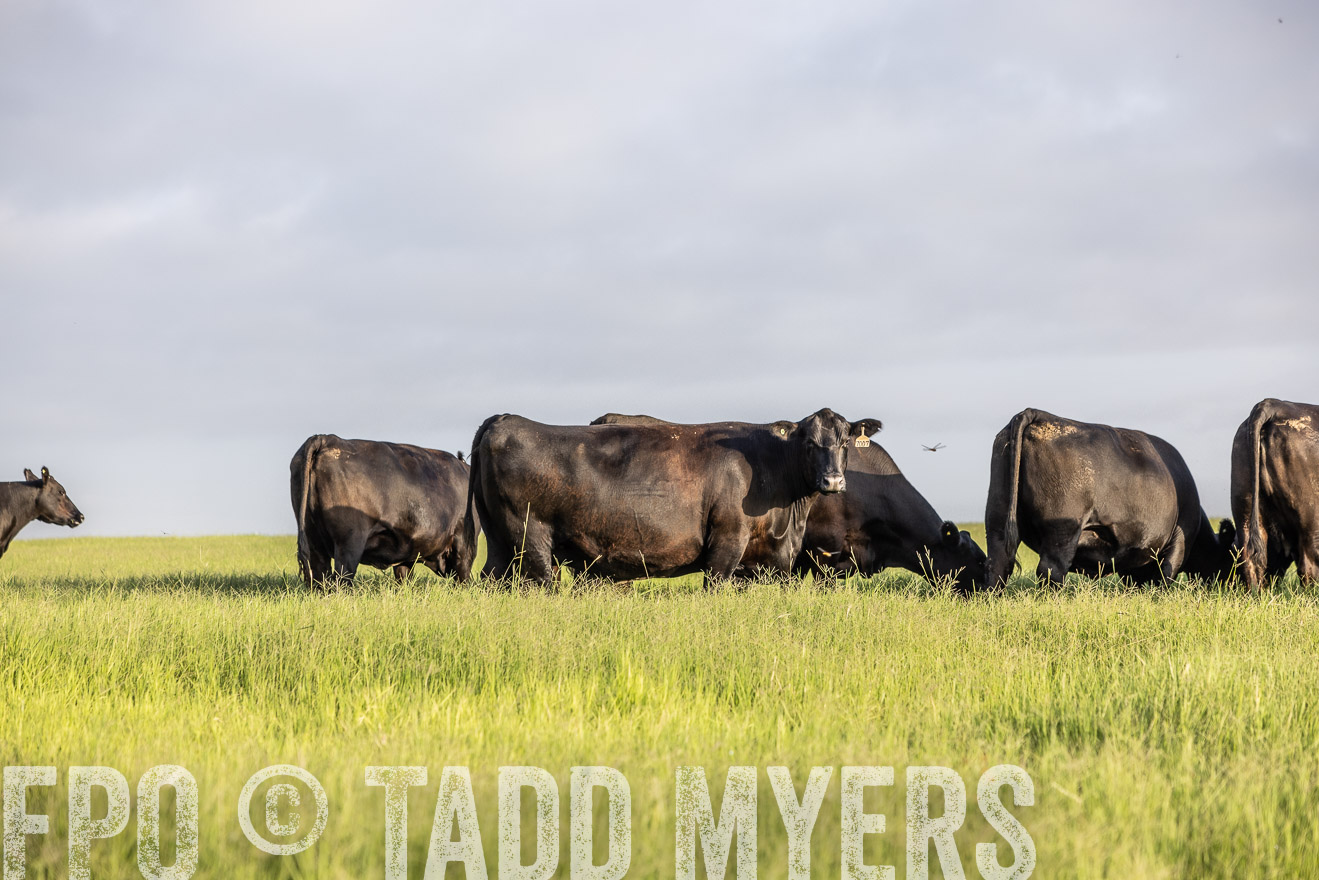 TMyers_44Farms_CameronTX_July2022--524210